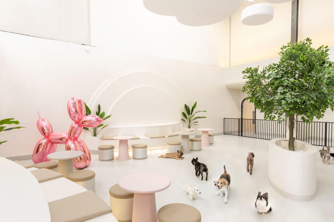 My Dogtel Dubai Review: A Five-Star Dog Hotel That Sets a New Standard